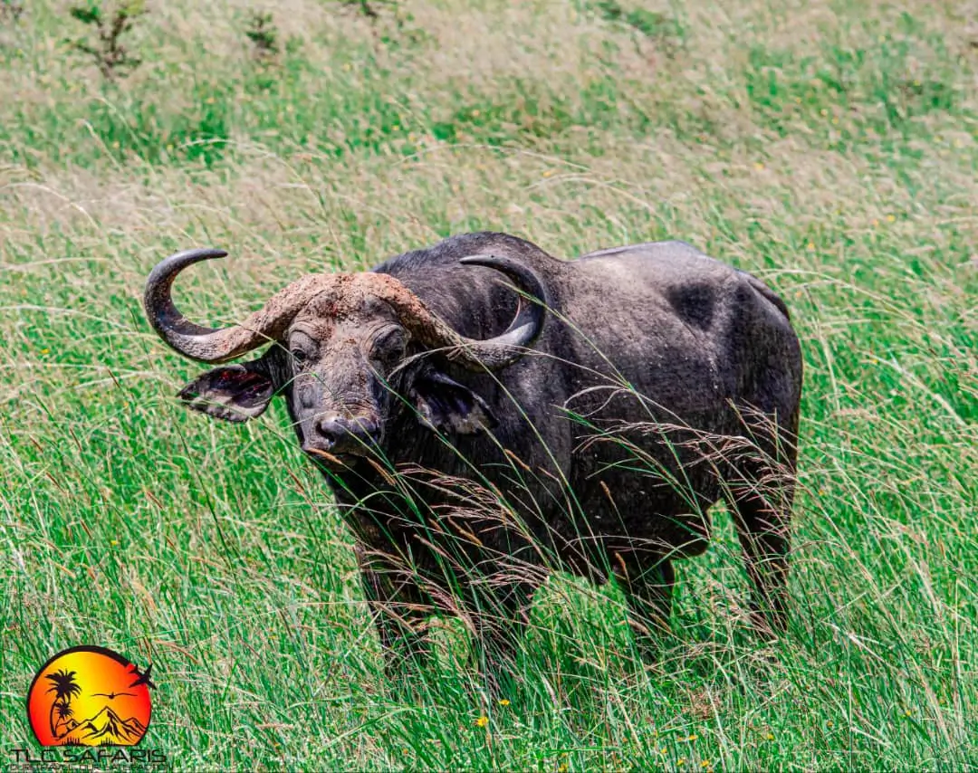 Wildlife safari experience